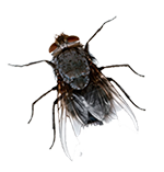 Pest Control Decoration