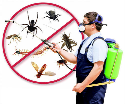 About Chennai Pest Free Services